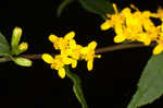 Wreath goldenrod